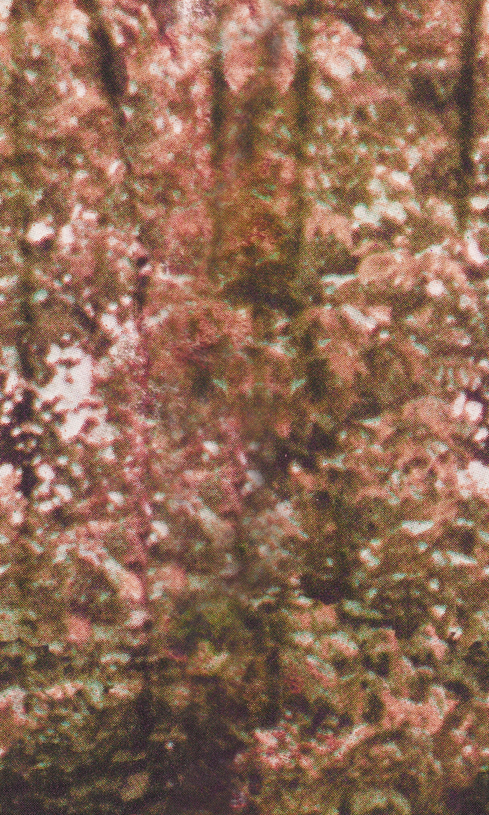 ED_DSFC2102